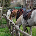 Cavalli a riposo presso Parco Madonna della Neve
